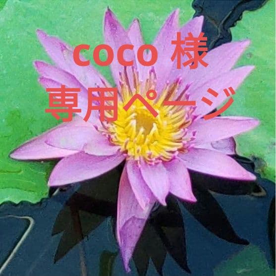 coco ページ アナスイ　デニムウエストポーチ