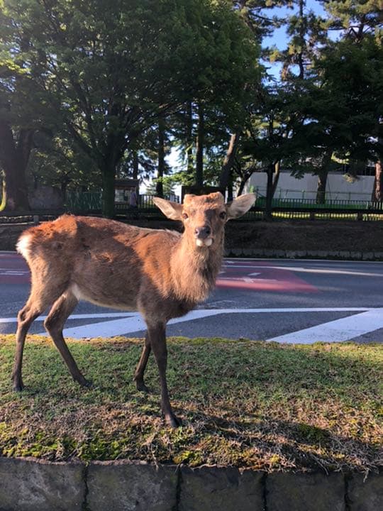 農家直送　令和7年収穫　奈良県産ヒノヒカリ　10キロ