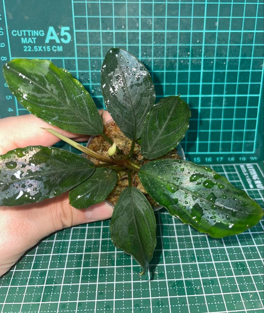 ブセファランドラ　モトレイアーナ　Padawan 「名前はまだない」