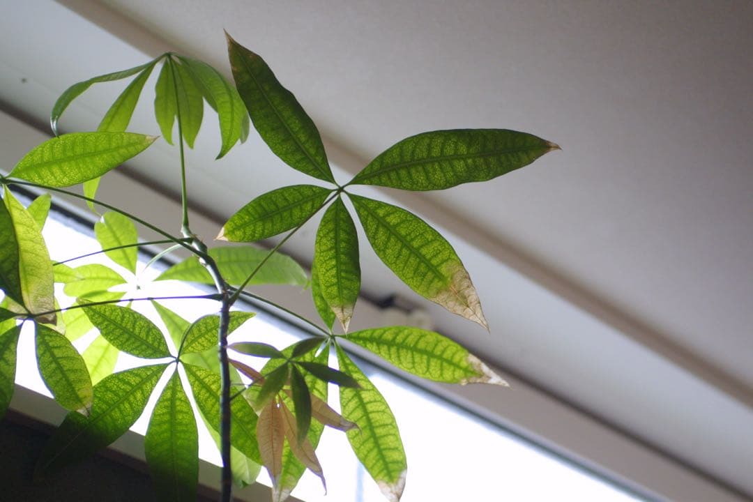 Canon EOS 30D デジタル一眼　シグマ　50ミリ　1:2.8 マクロ