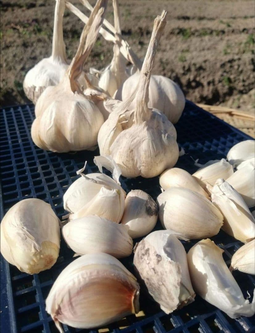 【送料無料】 2025年産 無農薬 バラニンニク 10kg ニンニク 10キロ