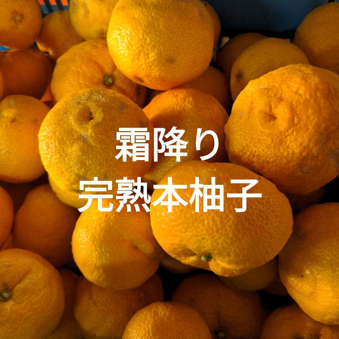 霜降り完熟本柚子１５kg。鍋料理、ポン酢、柚子胡椒、柚子味噌、ジャム、酒、焼酎