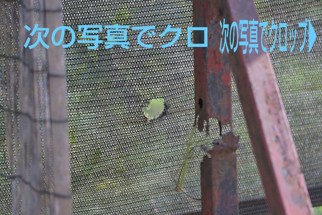 レンズ(ズーム) Nikon AF-S 70-200mm f2.8G ED VR II