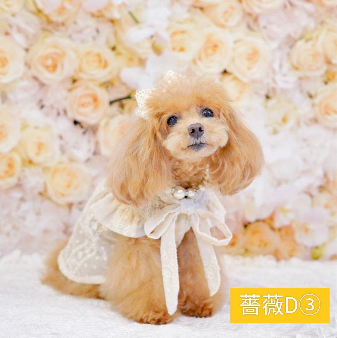 背景布×6+1枚　ペット、サロン撮影用フォトブース　トリミングチョーカー販売中