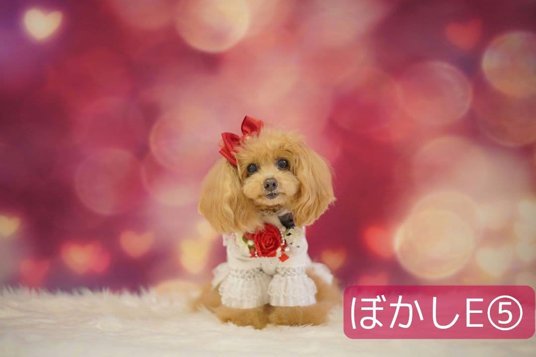 背景布×6+1枚　ペット、サロン撮影用フォトブース　トリミングチョーカー販売中