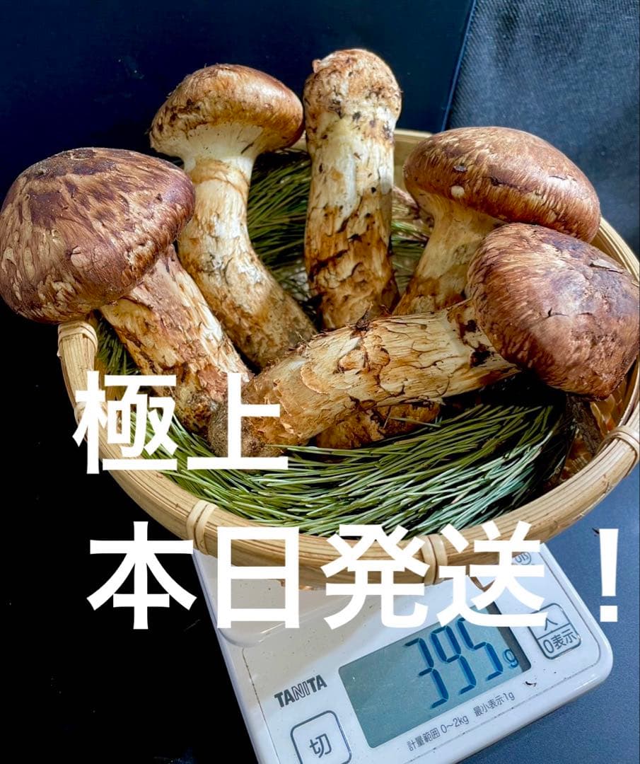 【大人気‼︎ 厳選 極上セット②】 390g本日採れ‼︎ 極上 松茸◆クール便発送◆
