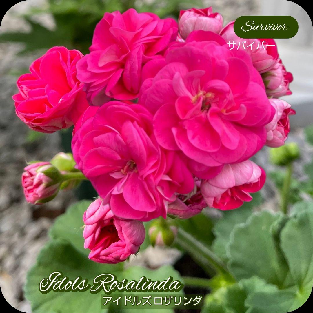 香香 様 ゼラニウム苗 ３品種