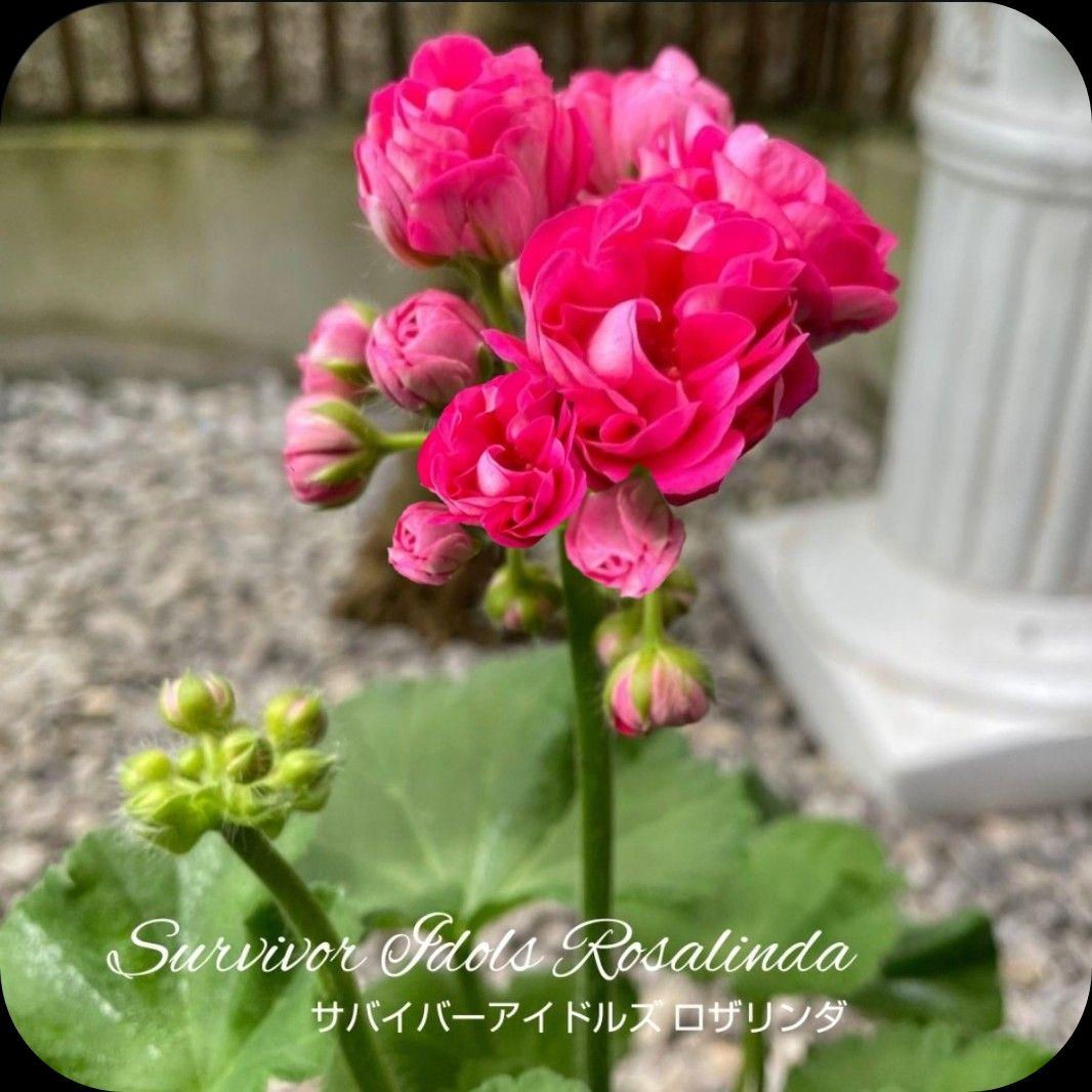 香香 様 ゼラニウム苗 ３品種