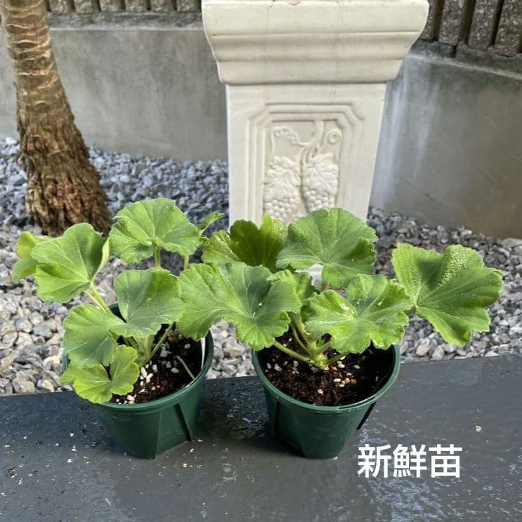 香香 様 ゼラニウム苗 ３品種