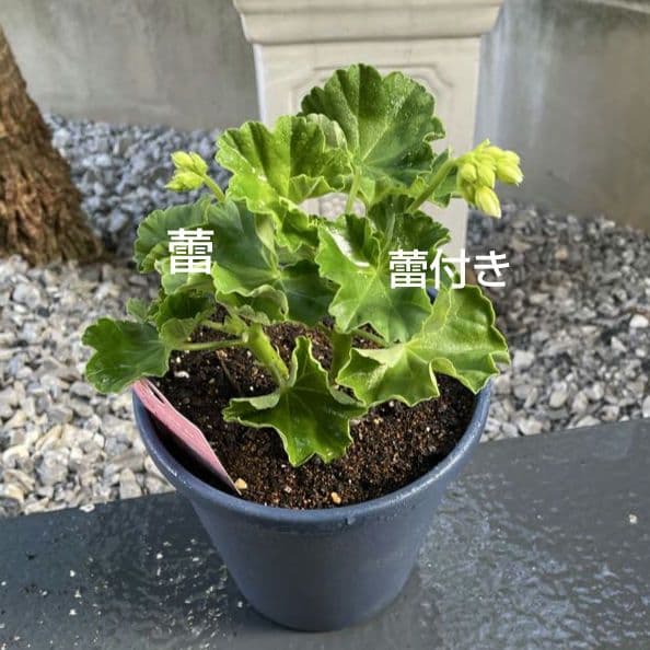 香香 様 ゼラニウム苗 ３品種