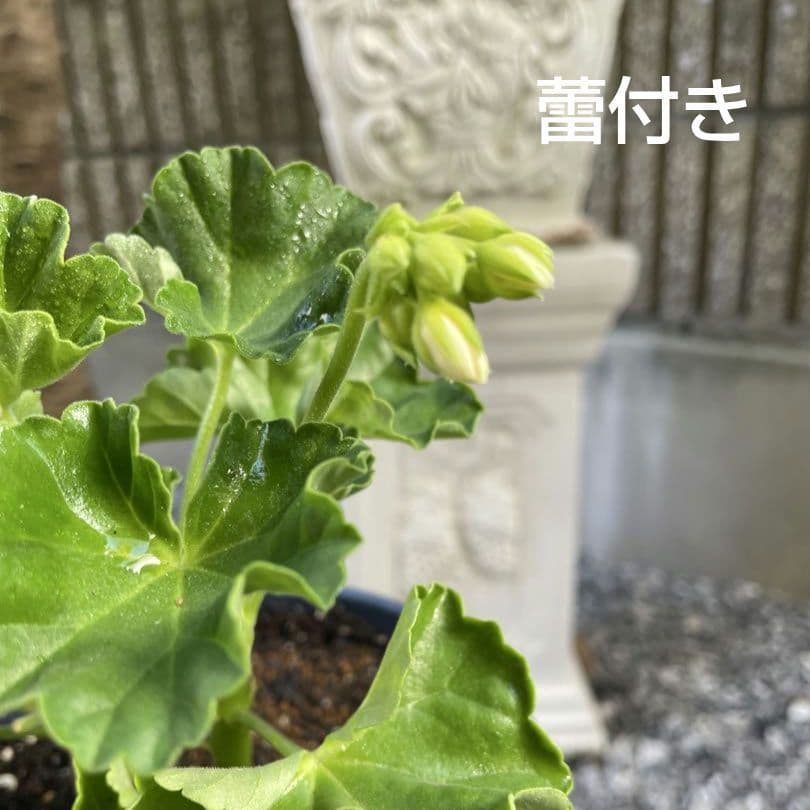 香香 様 ゼラニウム苗 ３品種