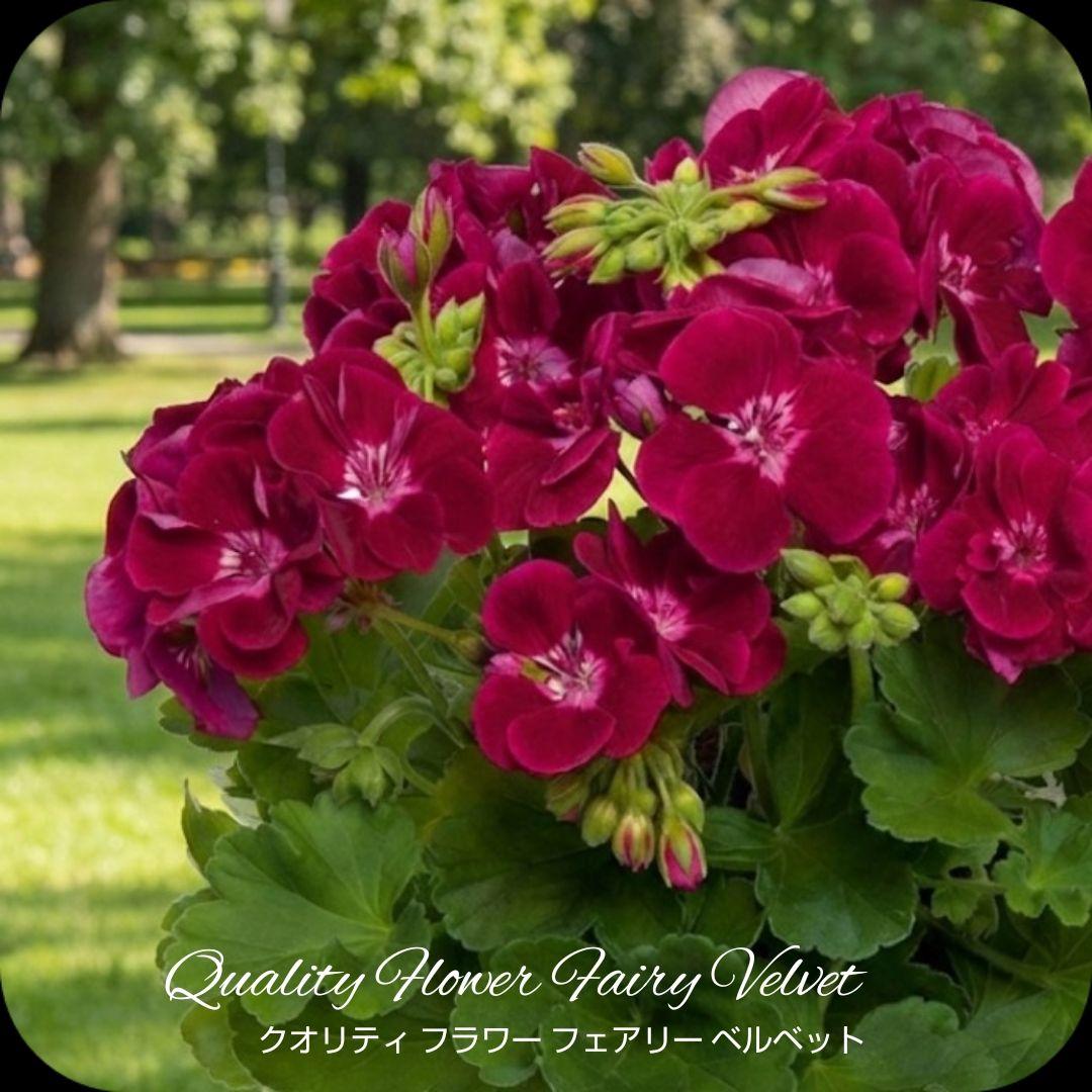 香香 様 ゼラニウム苗 ３品種