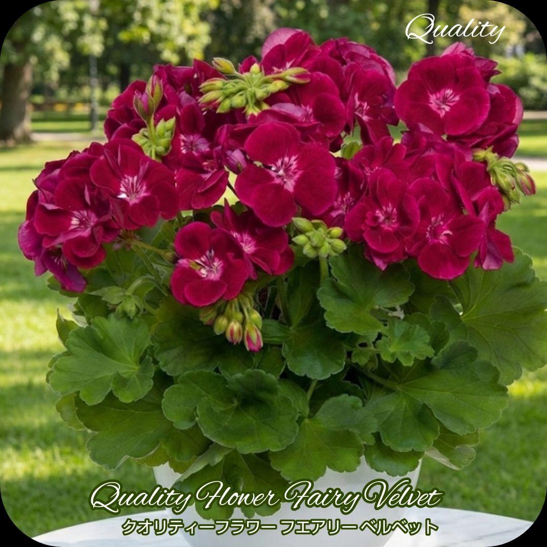 香香 様 ゼラニウム苗 ３品種