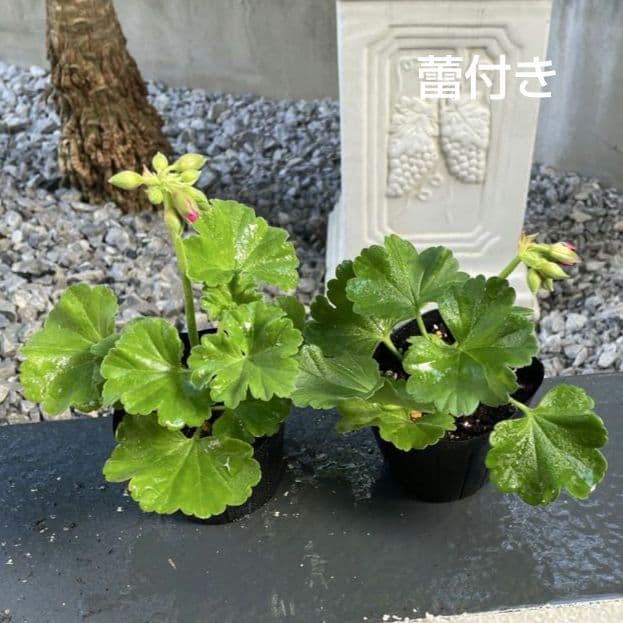 香香 様 ゼラニウム苗 ３品種