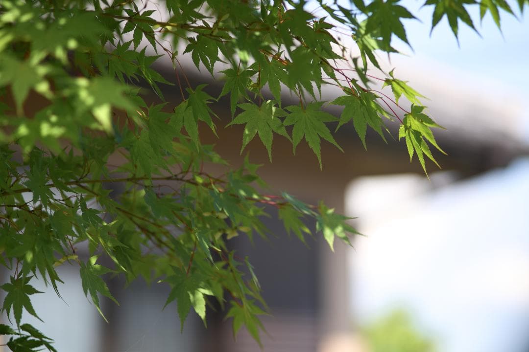 綺麗 Canon Model 7 / 50mm f1.8 135mm f3.5