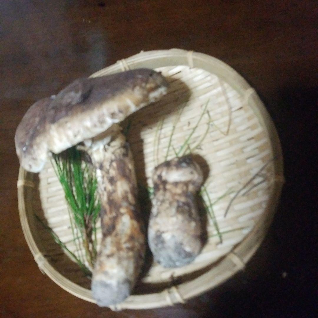 天然松茸 130g　国産松茸