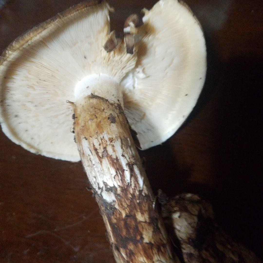 天然松茸 130g　国産松茸