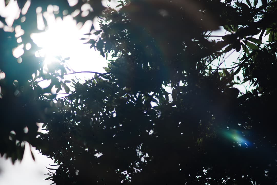 【ボケビースト】動作◎ ニコン Ai-s Nikkor 135mm F2 153