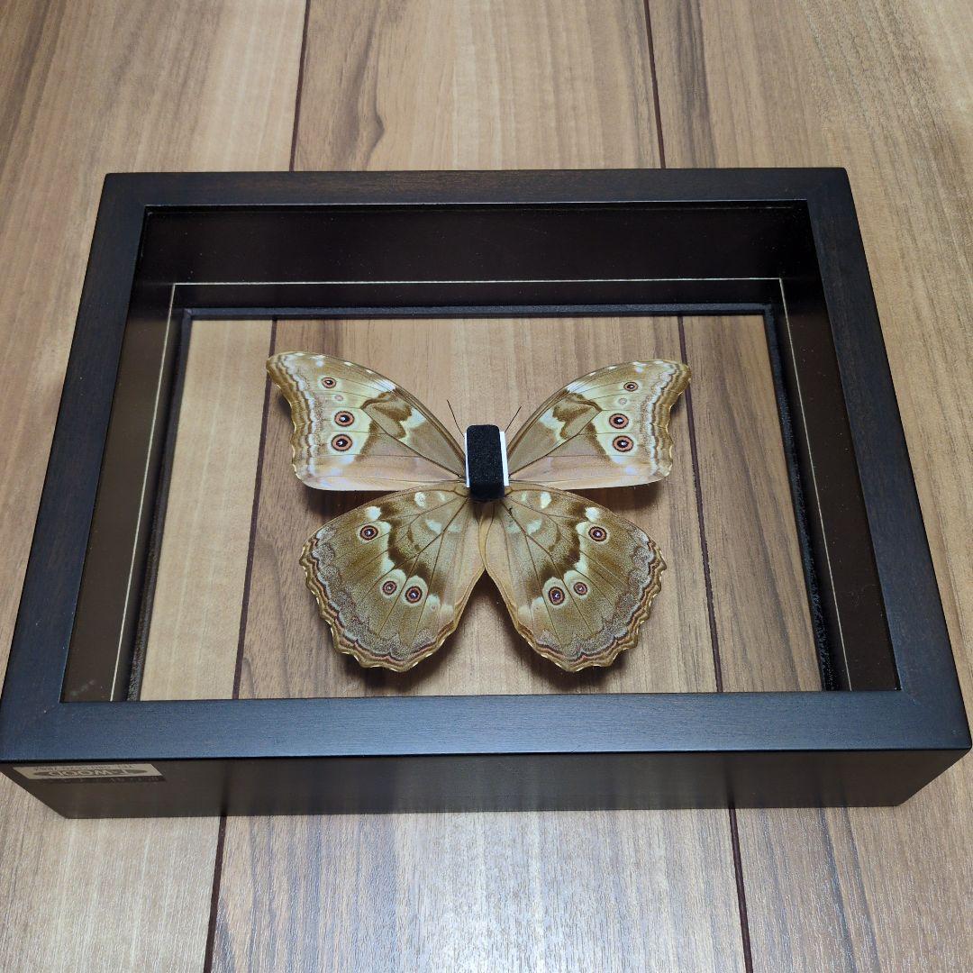 FlyingMorphoButterfly　空を翔ぶ宝石　モルフォ蝶