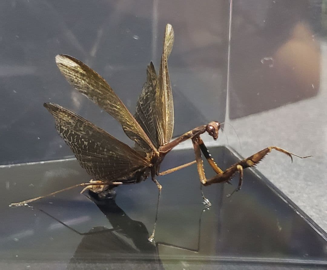 くなりみい出品 立体標本6点