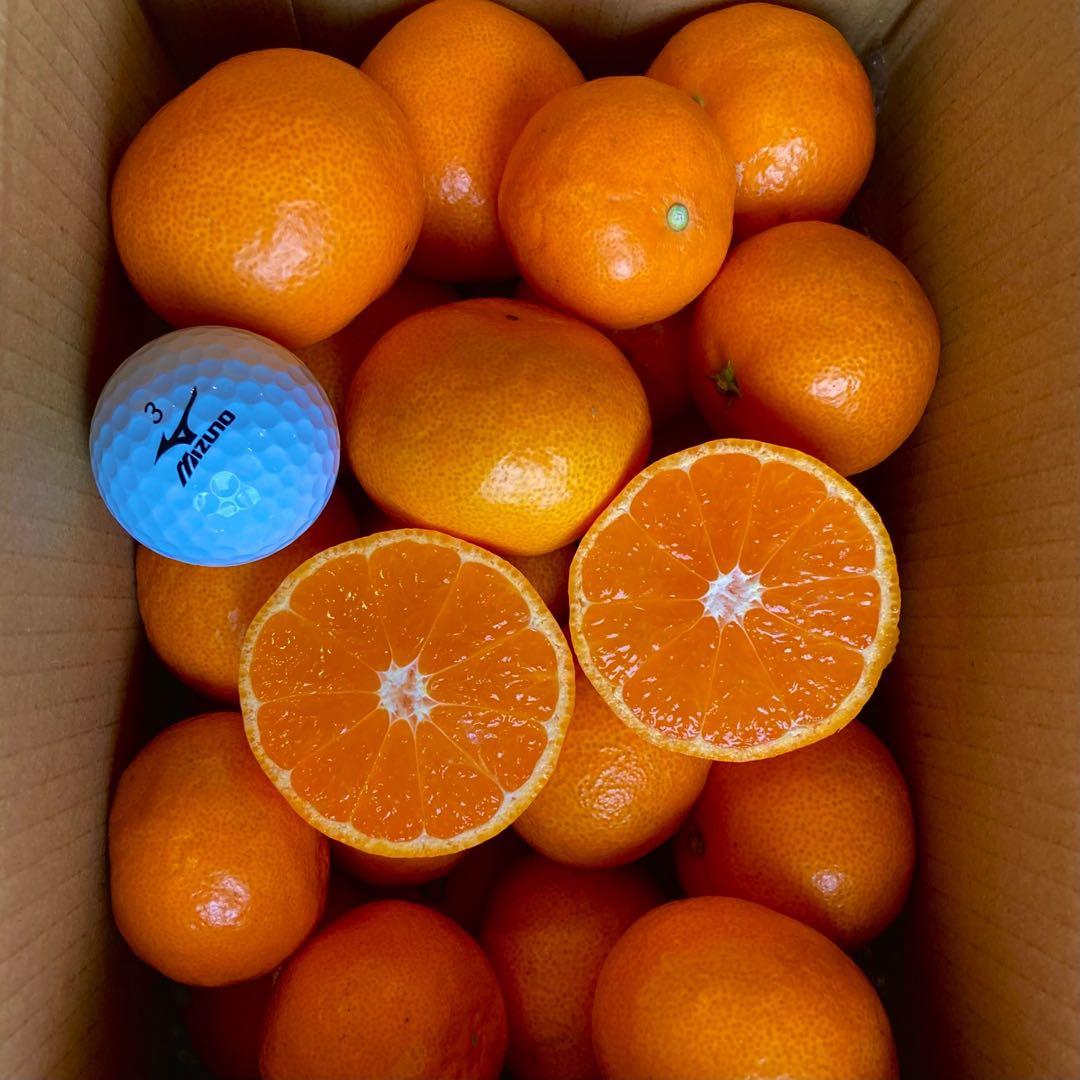 kitty corn! 温州みかん 樹熟大坊みかん 秀品2S、2kg×4