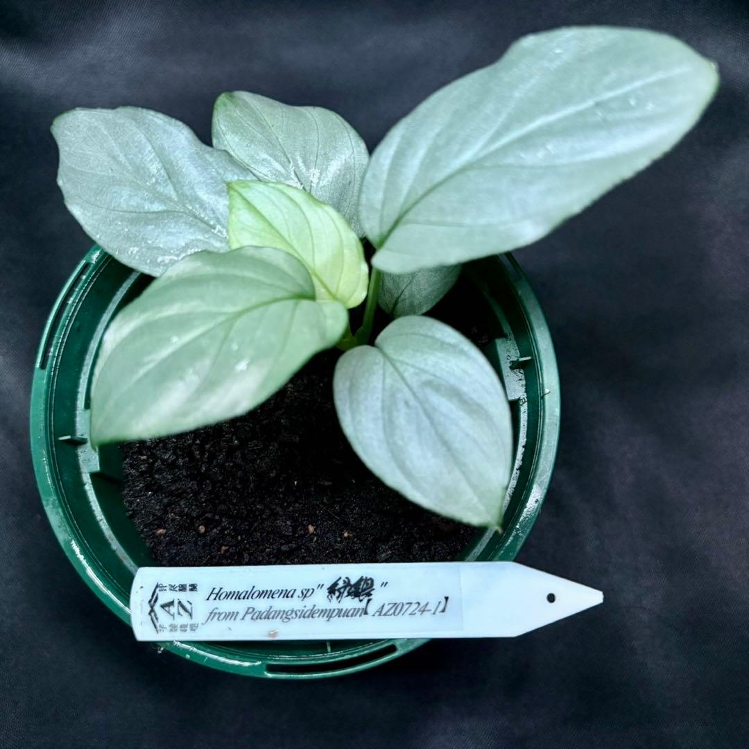 ホマロメナ sp.緑銀　正規タグ付き