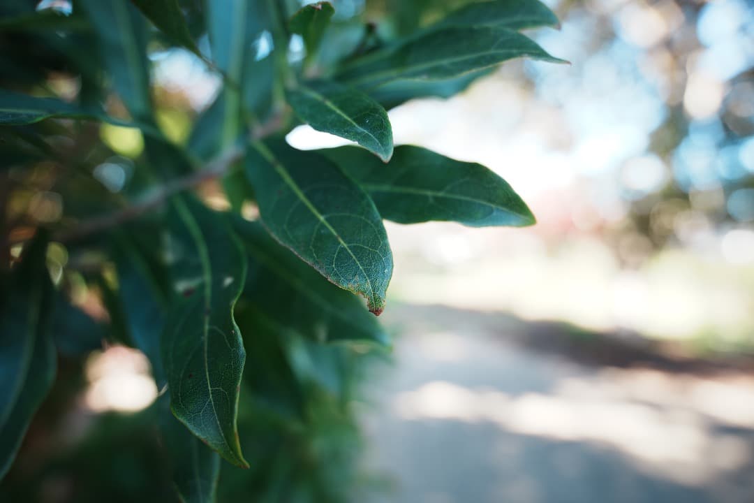 未使用級☆元1635GM所有プロが選んだTamron16-30 F2.8 G2