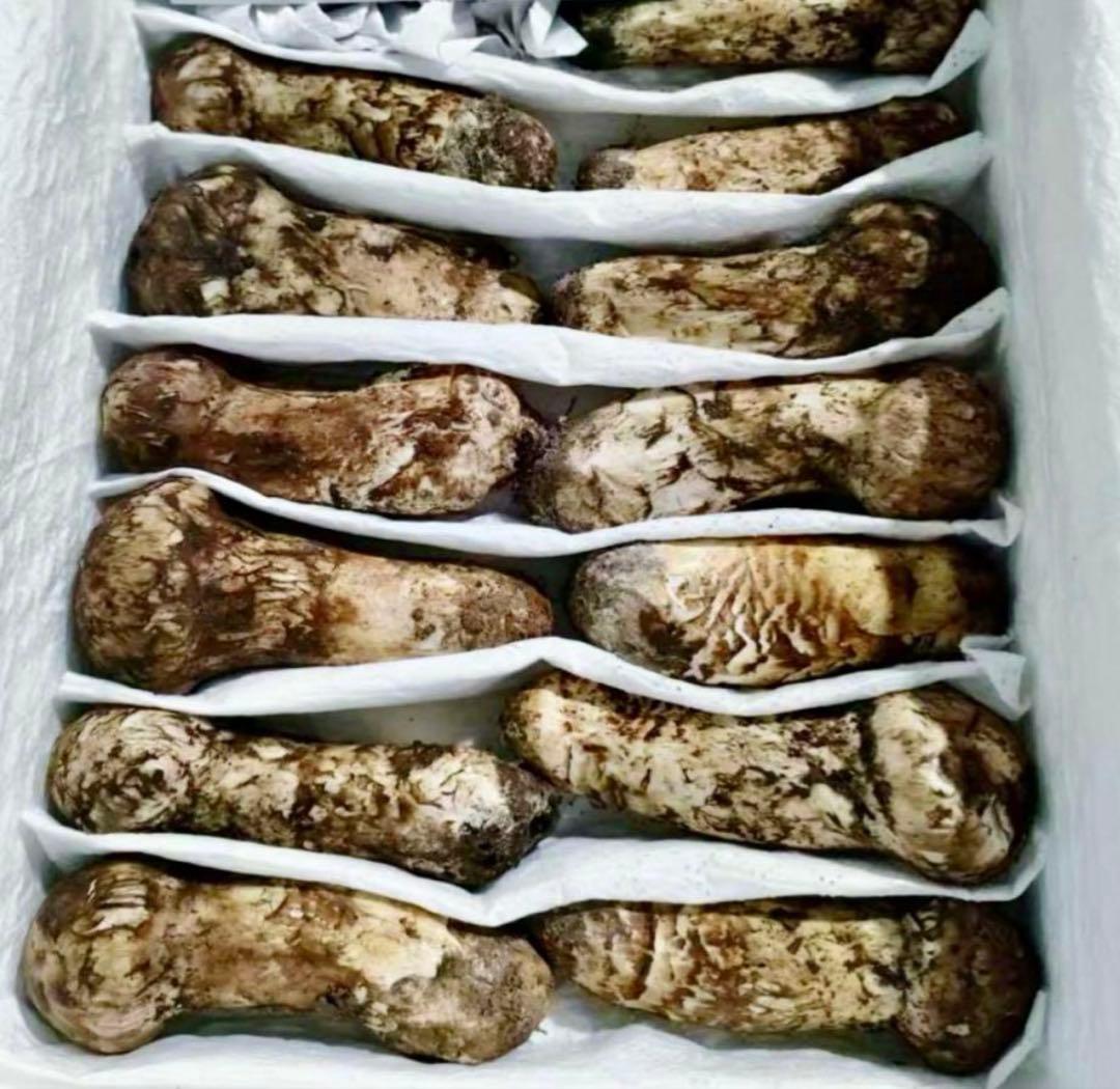 鮮度抜群大好評！中国産松茸 つぼみM 箱込 約1kg