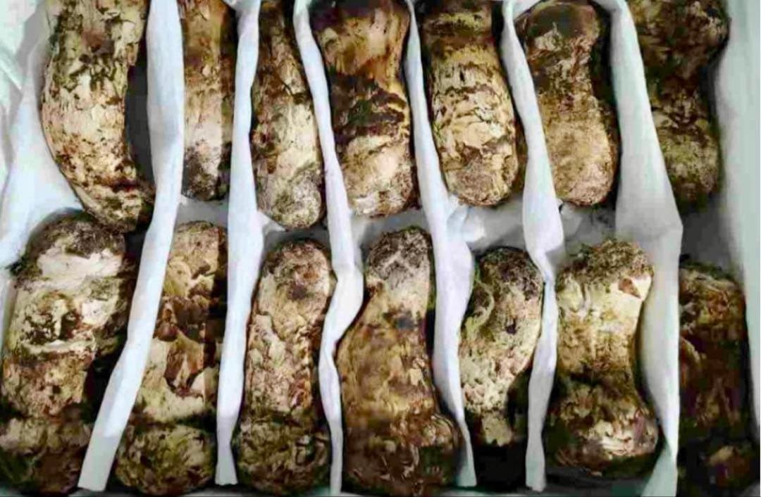 鮮度抜群大好評！中国産松茸 つぼみM 箱込 約1kg