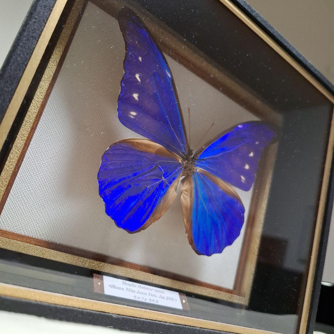 カキカモルフォ　標本　専門的な箱