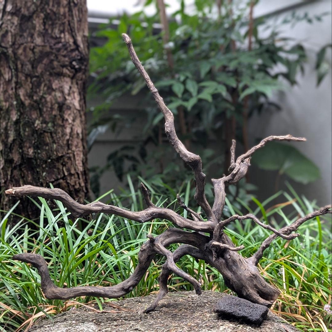 ブラックスマトラブランチ【BSB098】アクアリウム まとめ買い対応可 水槽