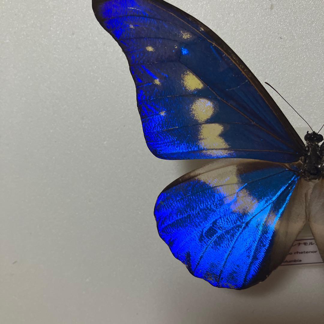 大型ドイツ箱（中古51㎝×42㎝×6㎝）に入ったヘレナモルフォ