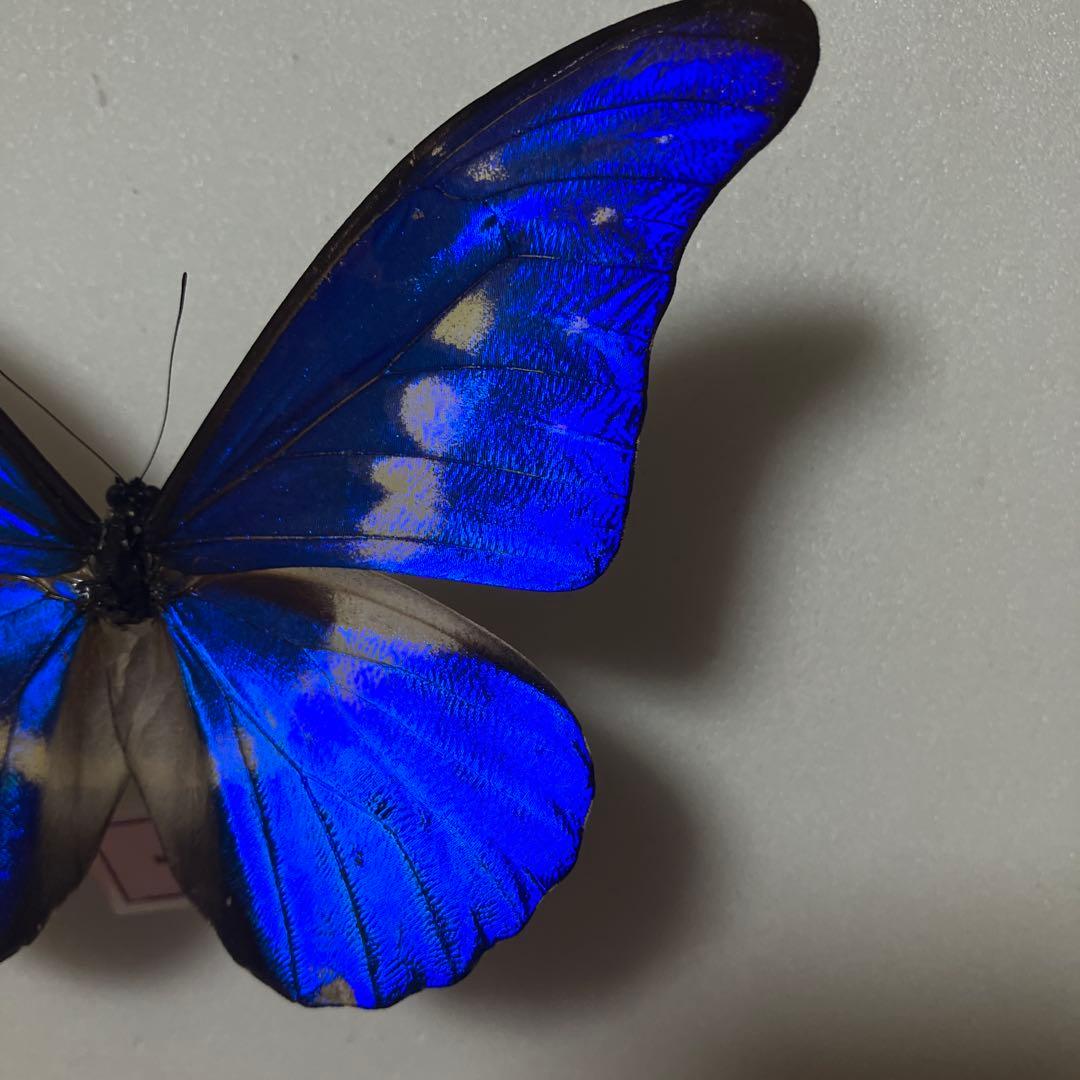 大型ドイツ箱（中古51㎝×42㎝×6㎝）に入ったヘレナモルフォ