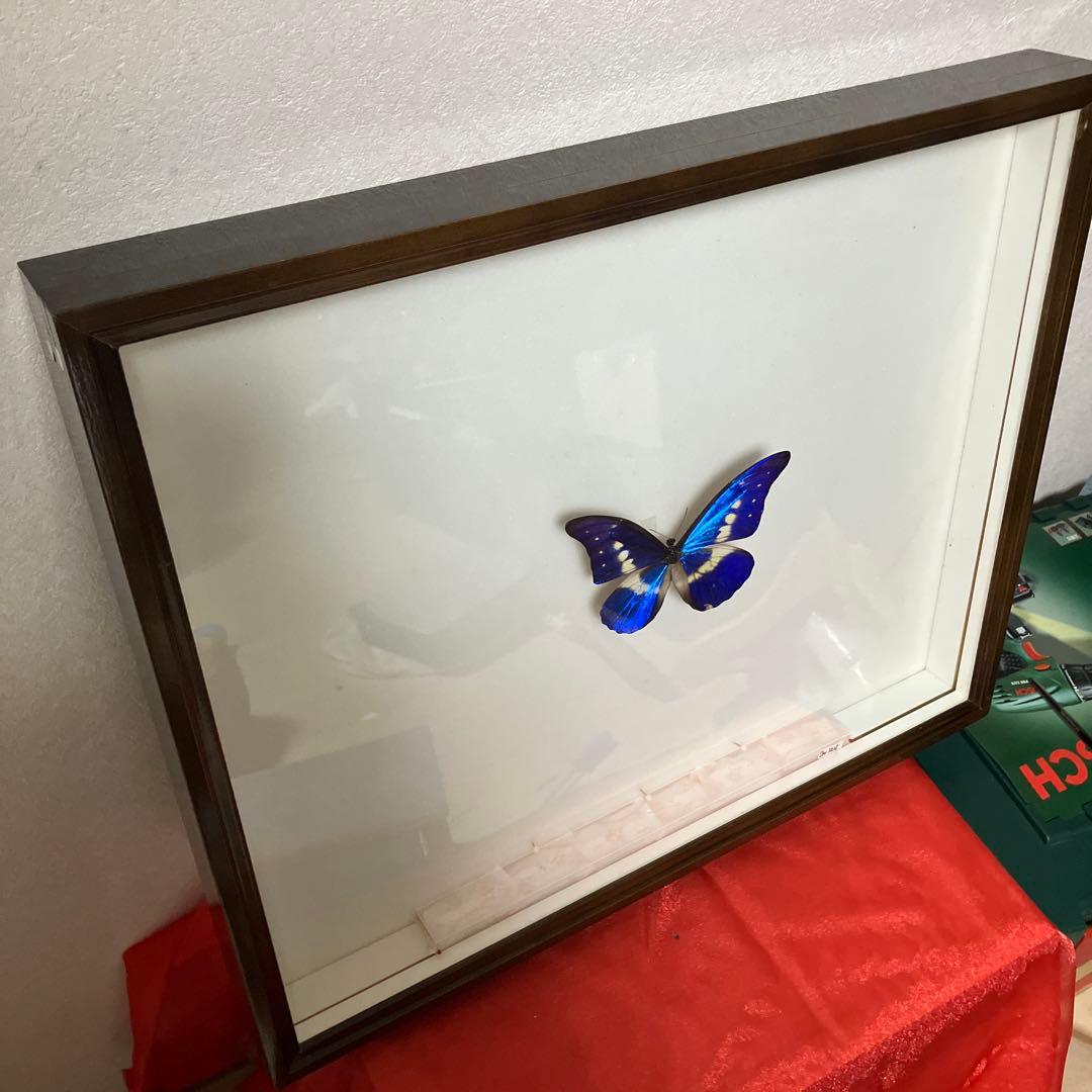 大型ドイツ箱（中古51㎝×42㎝×6㎝）に入ったヘレナモルフォ