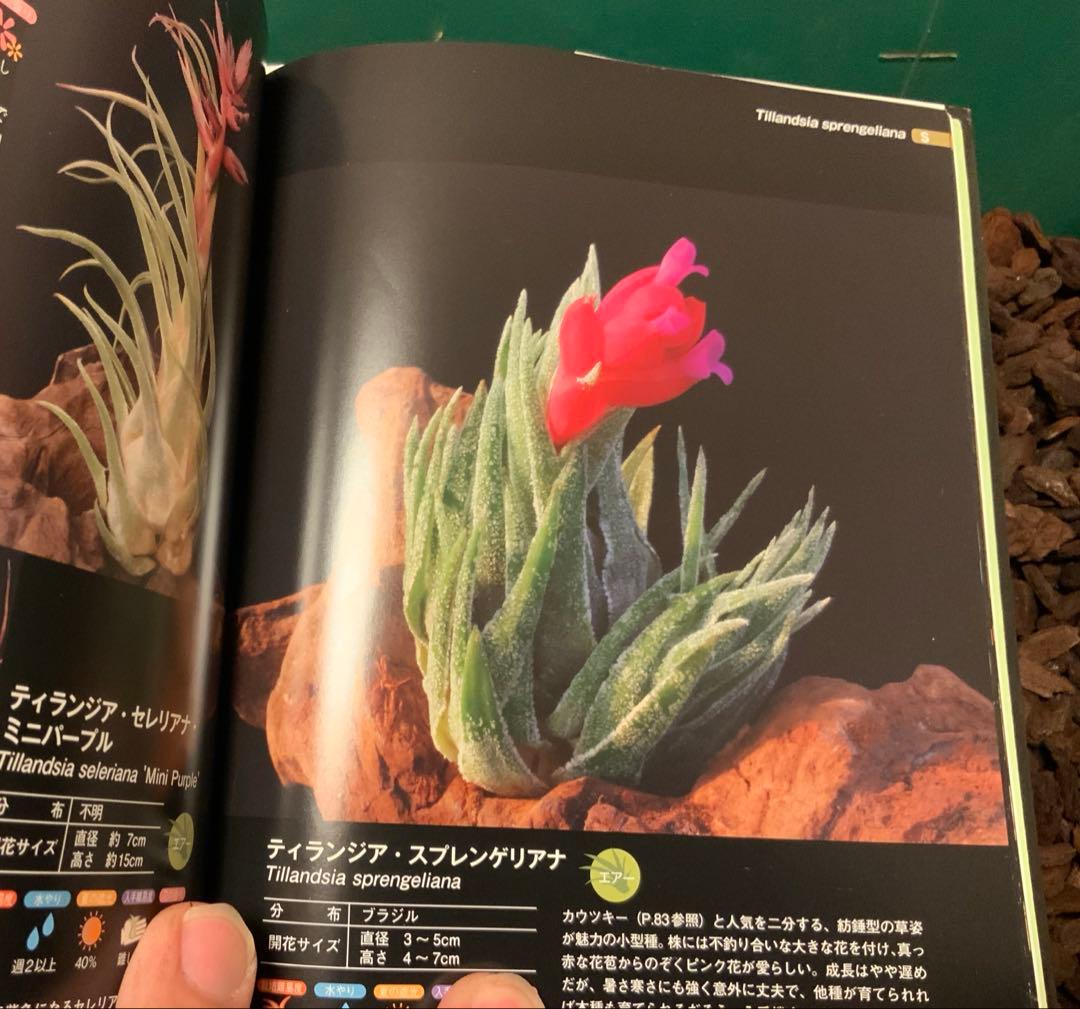 チランジア　スプレンゲリアナ　臨海型　(ブロメリアハンドブック掲載株)