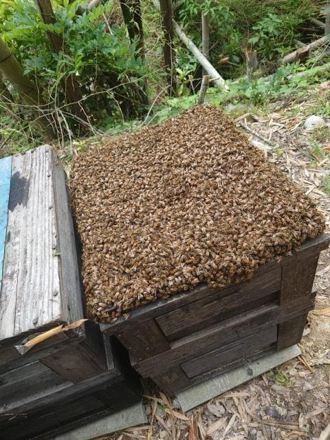 リピータ多数　プロが絞った濃厚な味わいの国産百花蜜　梅酒瓶入り　おまけ付