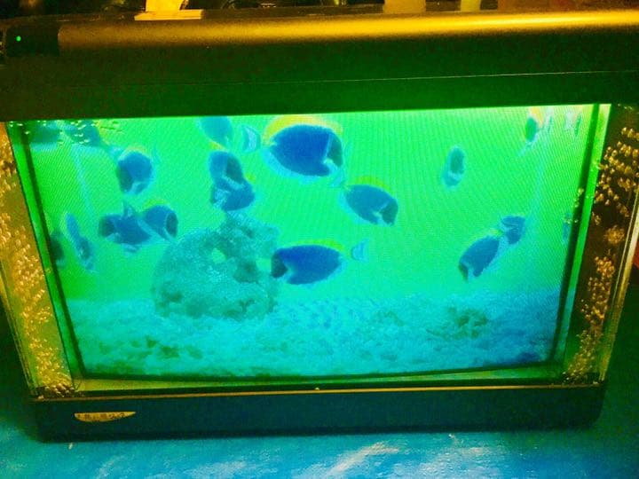 魚八景ジュニア