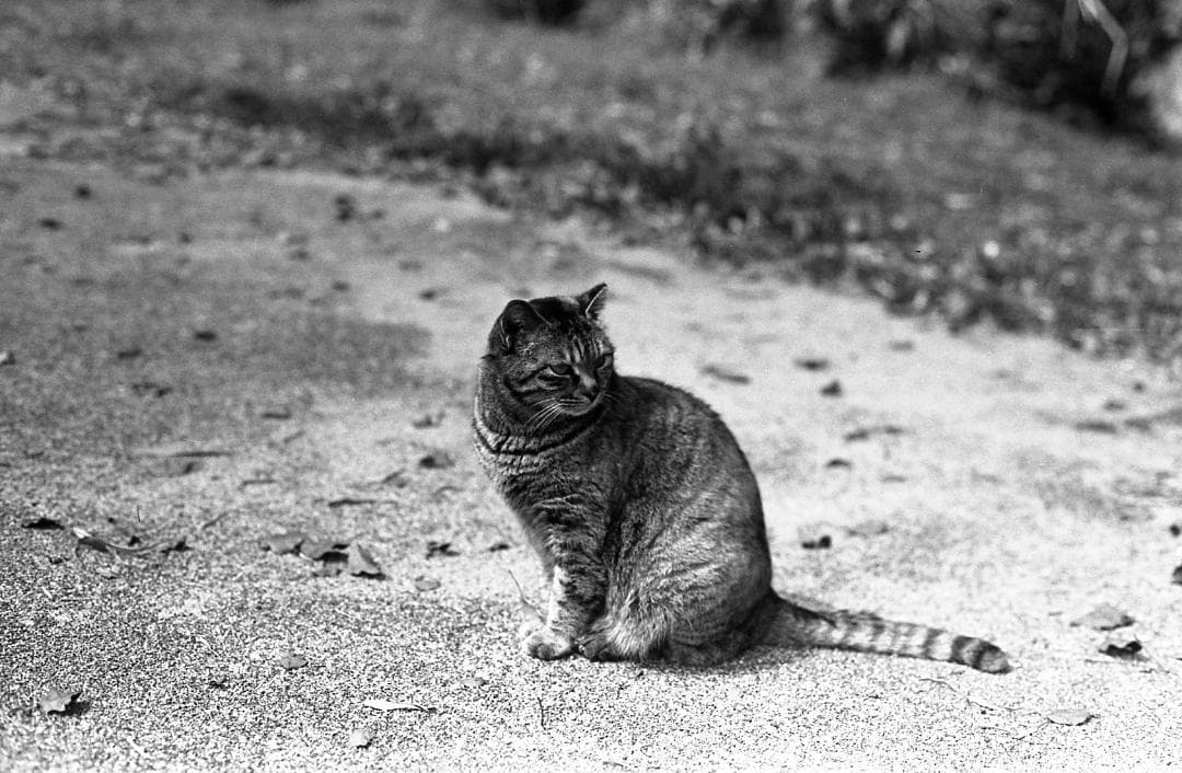 【完動美品】PENTAX MX /SMC PENTAX 55mm f1.8