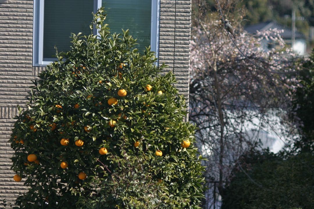 AUTO YASHINON-DX 135mm F2.8 M42（作例あり）