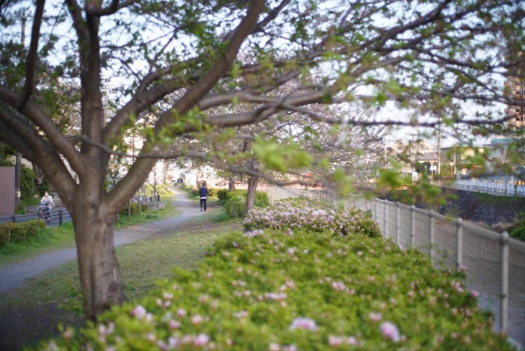 【完動品】PENTAX MX ＆ SMC 50mm f1.7 分解清掃済