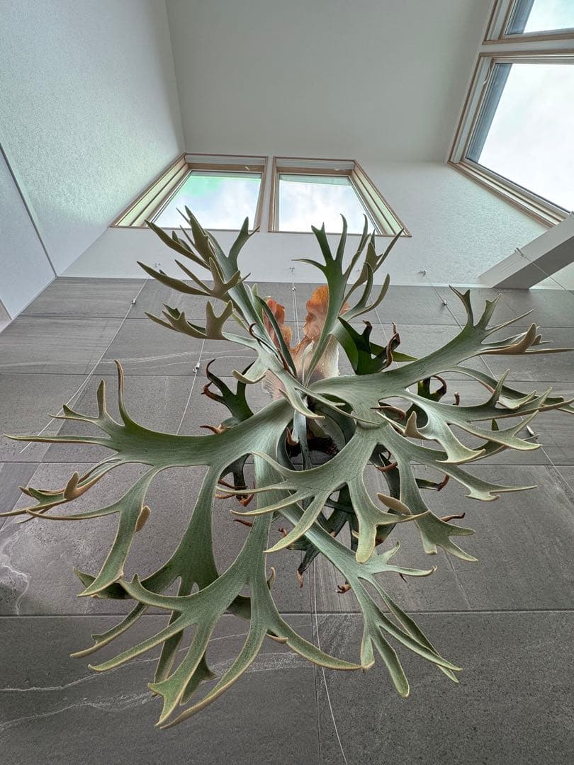 ビカクシダ Anapat#1 オリジナル　子株②