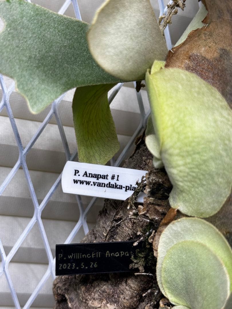 ビカクシダ Anapat#1 オリジナル　子株②