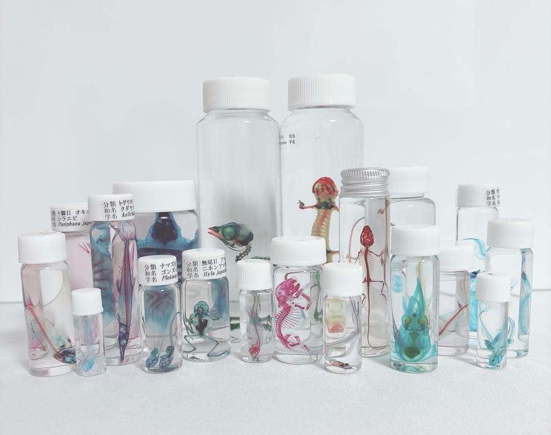 透明標本 ウズラ