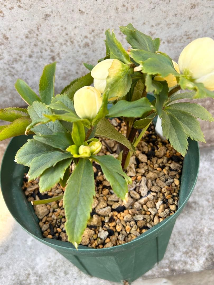 dd小輪ホワイト フラッシュ クリスマスローズ