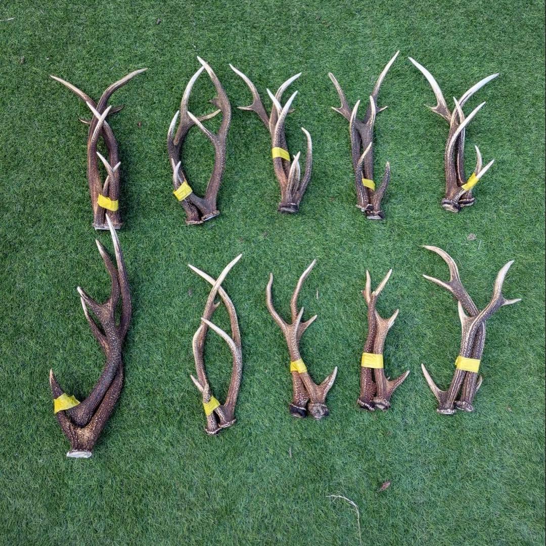 鹿　角 置物 20本(10対) ニホンジカ