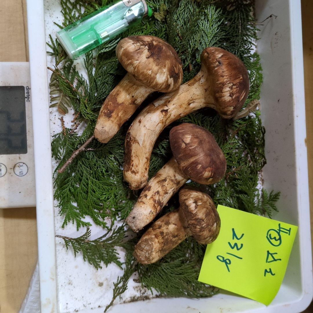 和歌山松茸 新鮮朝市　込み込み　231㌘