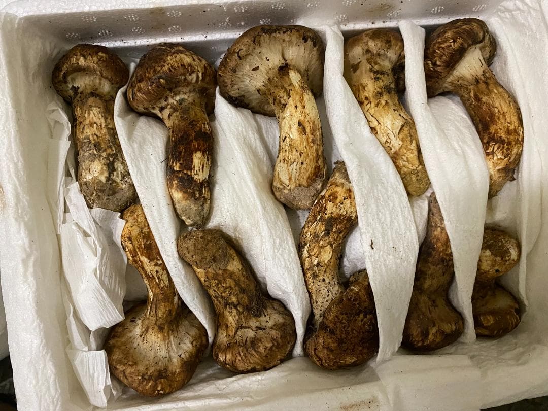 新鮮マツタケ ・中蕾・1kg