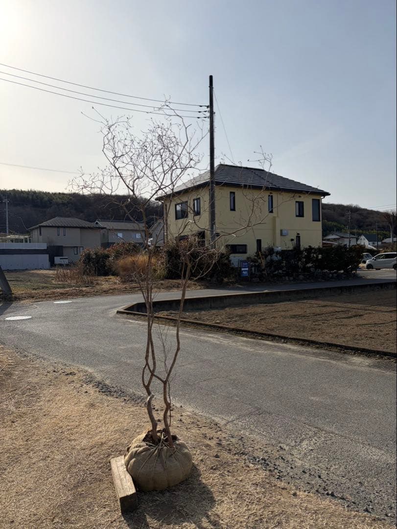 山採り ヤマツツジ クロモジ付き 自然樹形