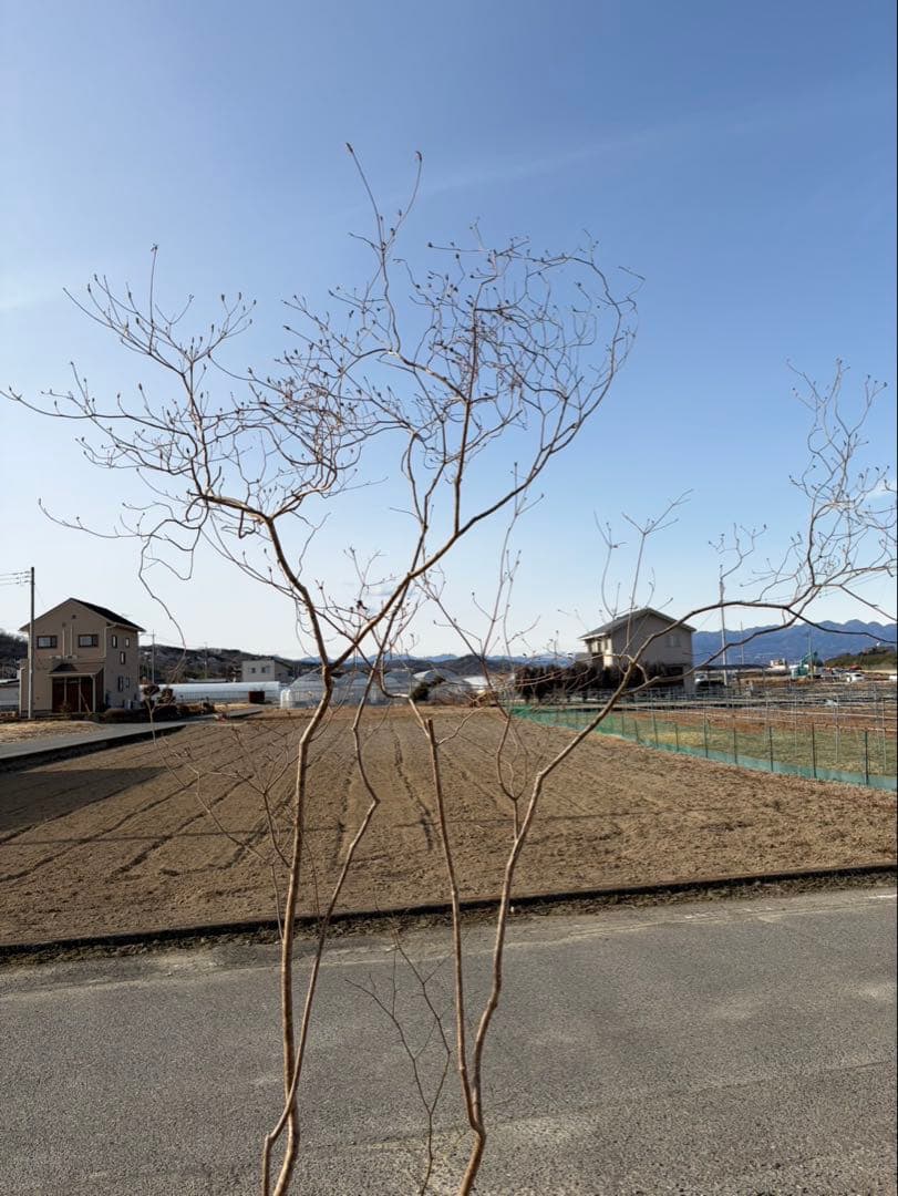 山採り ヤマツツジ クロモジ付き 自然樹形