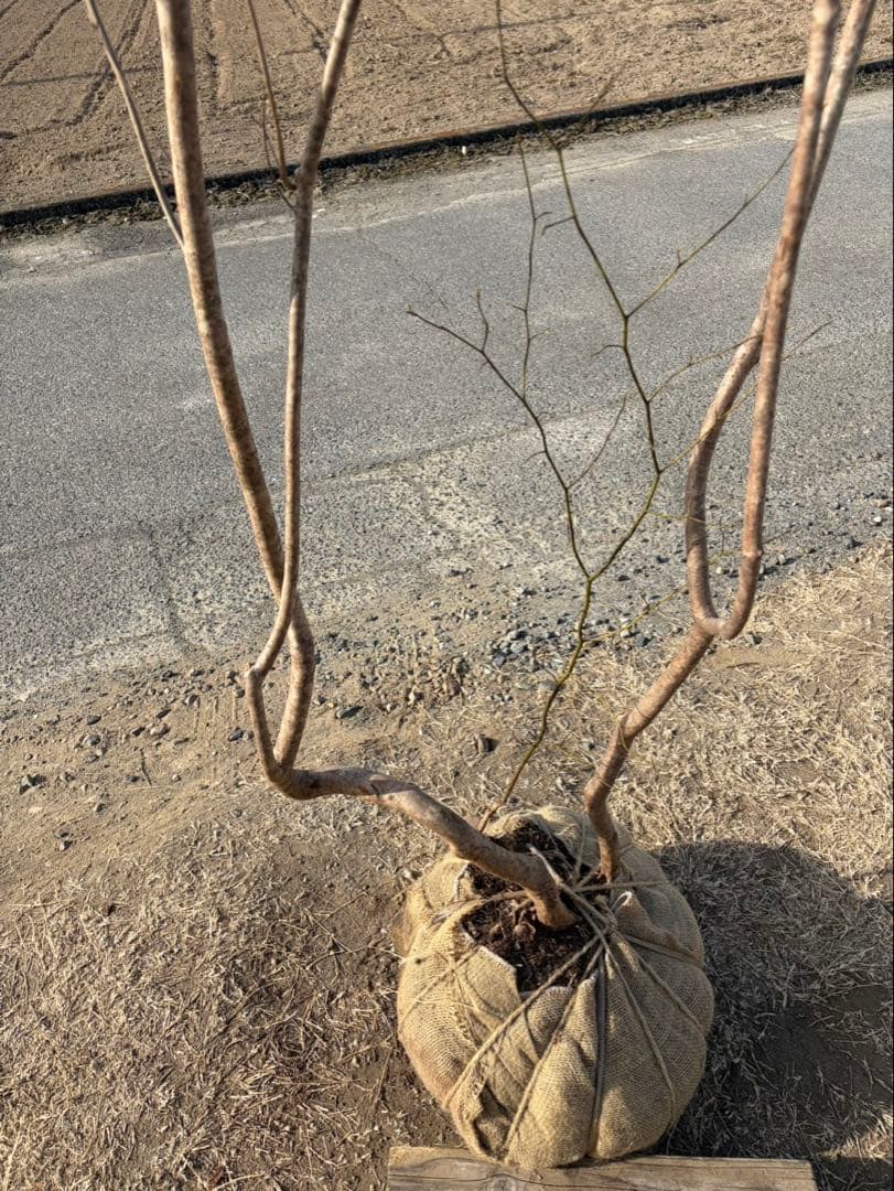 山採り ヤマツツジ クロモジ付き 自然樹形